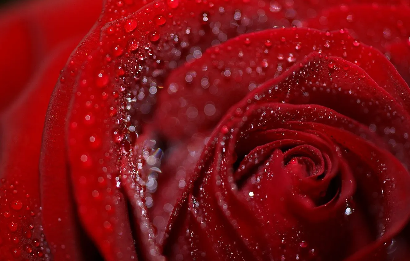 Photo wallpaper Rosa, roses, buds