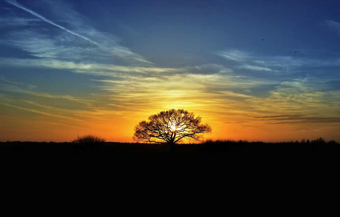 Photo wallpaper the sun, sunset, tree, the evening, silhouettes