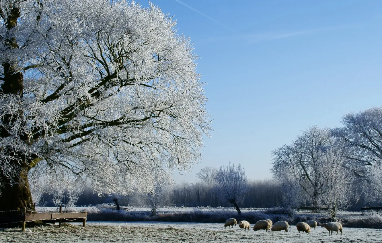 Photo wallpaper winter, field, forest, trees, photo, sheep