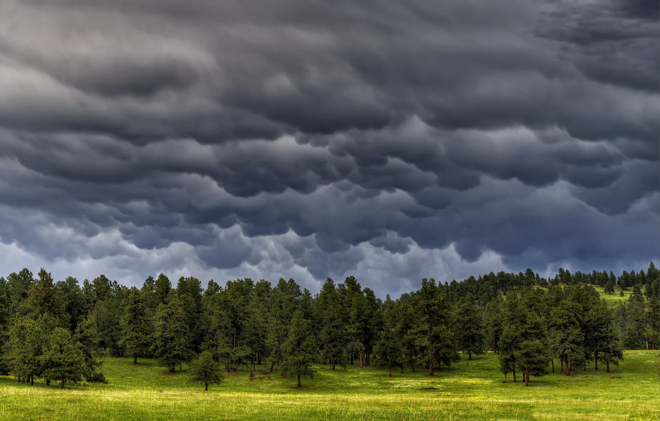 Photo wallpaper the sky, trees, clouds, nature
