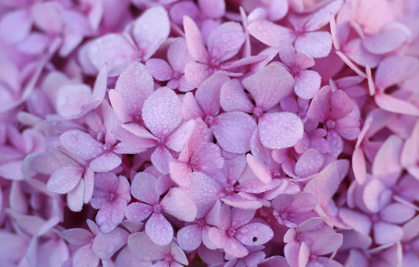 Photo wallpaper purple, flowers, flowers, hydrangea, purple, hydrangea