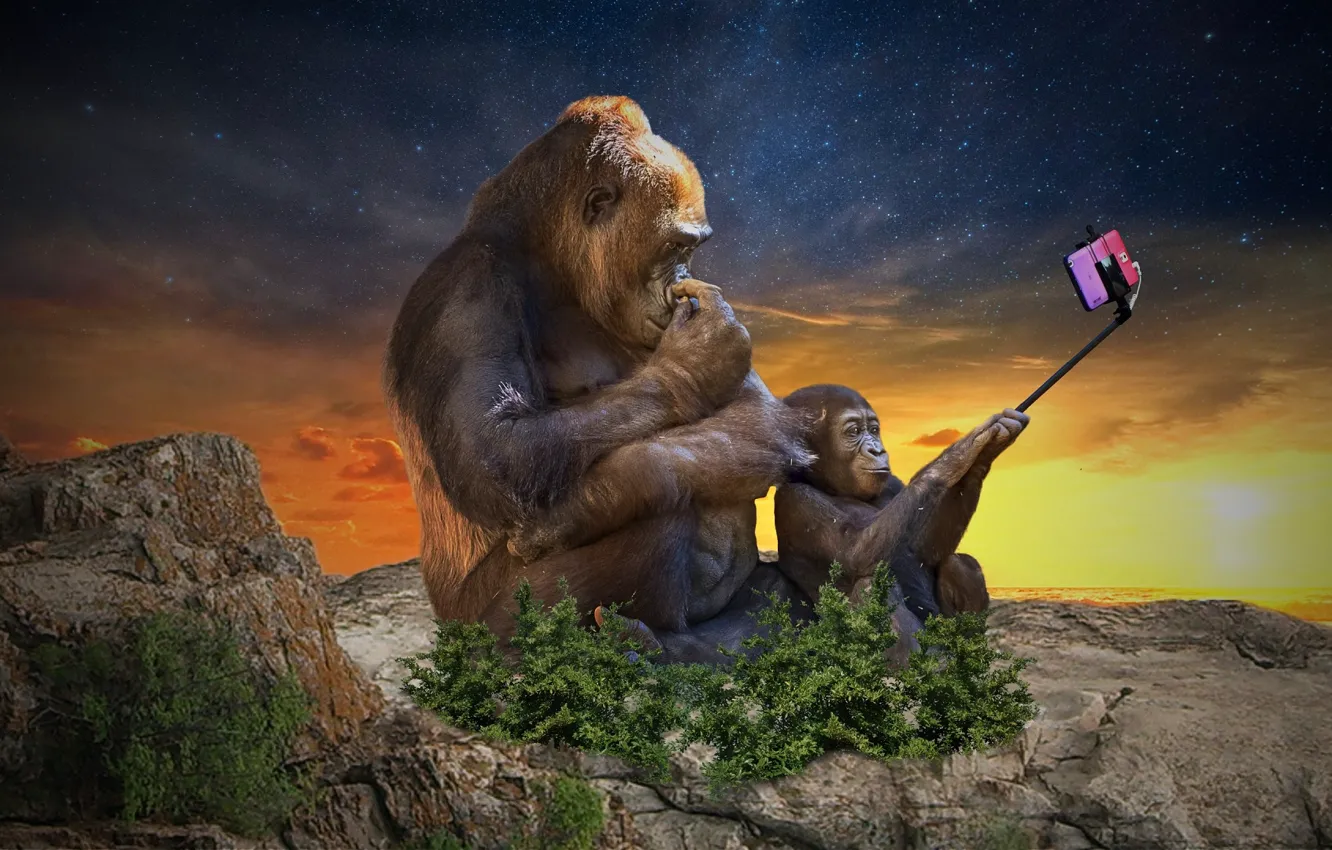 Photo wallpaper gorilla, smartphone, selfie