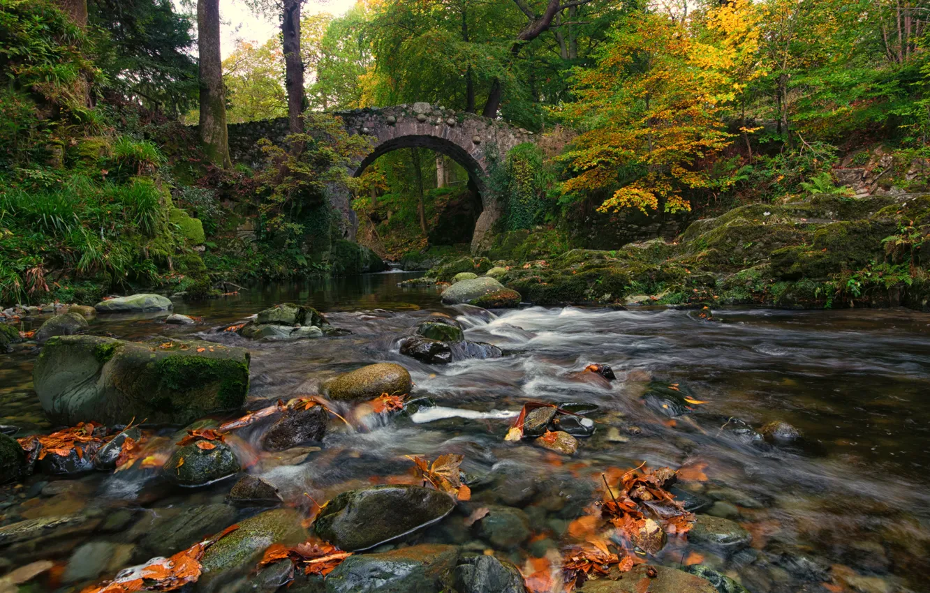 Photo wallpaper autumn, forest, leaves, trees, bridge, stream, stones, moss