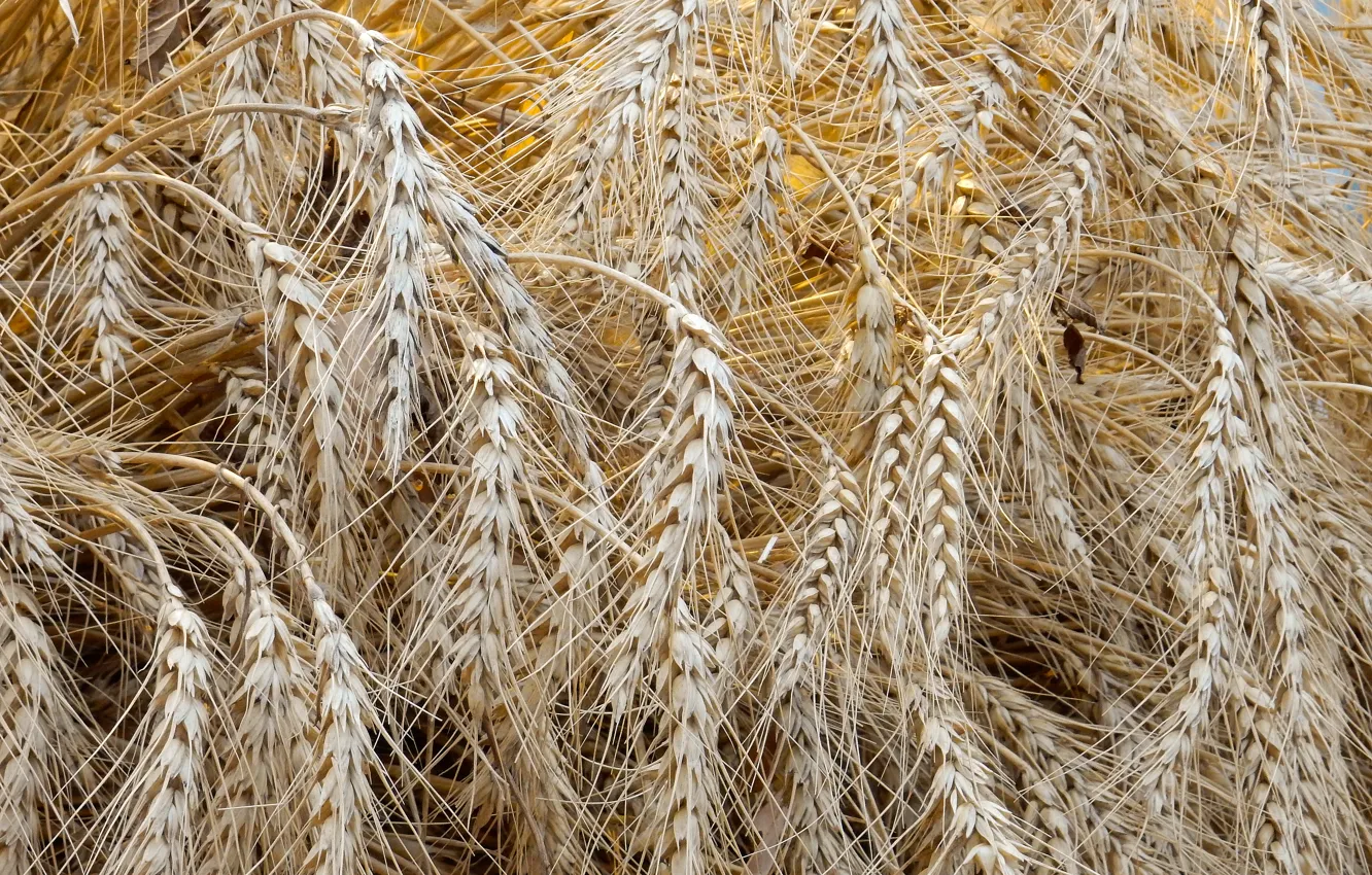 Photo wallpaper widescreen, Wallpaper, harvest, wallpaper, ears, widescreen, background, the Wallpapers