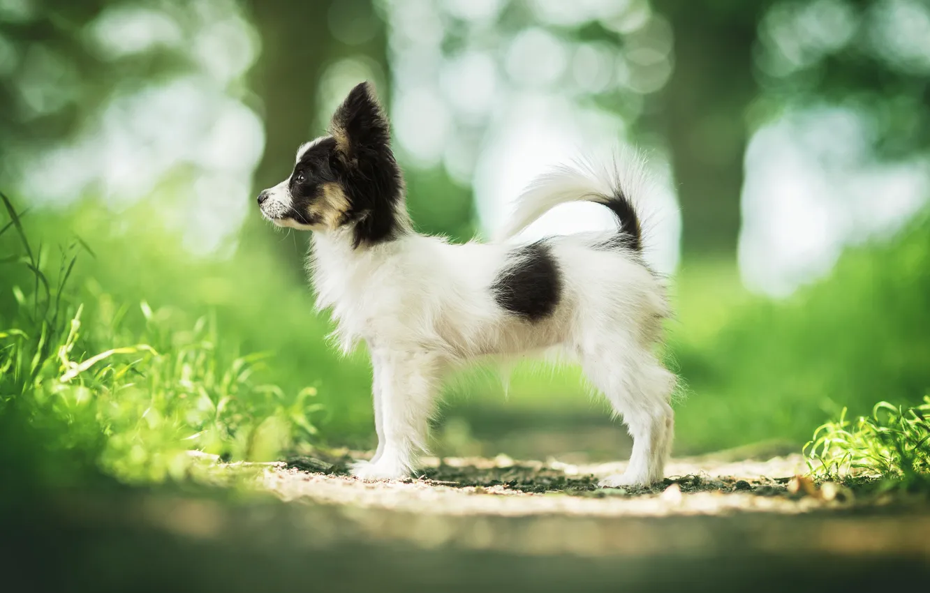 Photo wallpaper dog, puppy, bokeh, doggie, Papillon, The continental toy Spaniel
