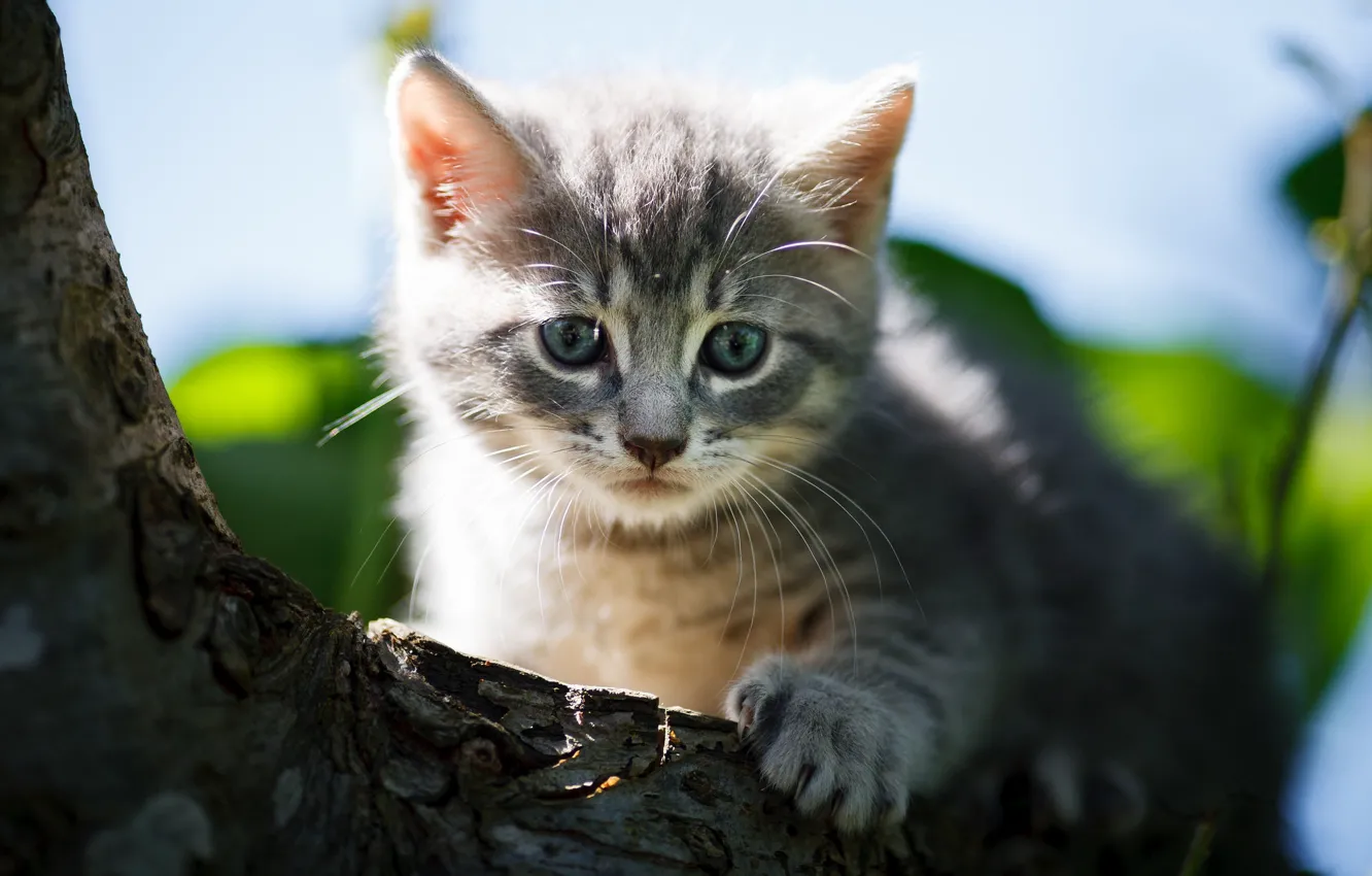 Photo wallpaper trees, cat, look, portrait, light, grey, striped, nature