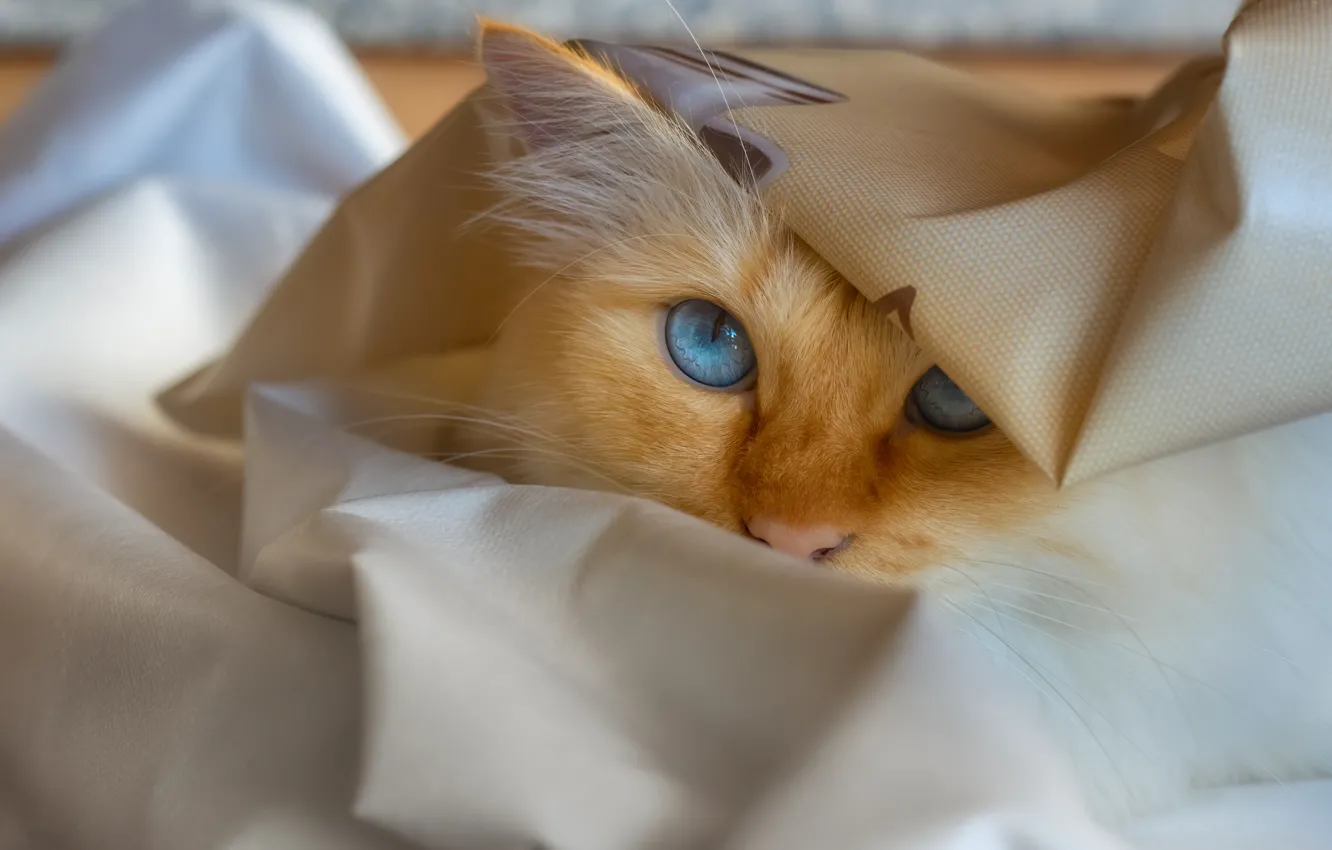 Photo wallpaper cat, cat, look, face, pose, portrait, red, blue eyes