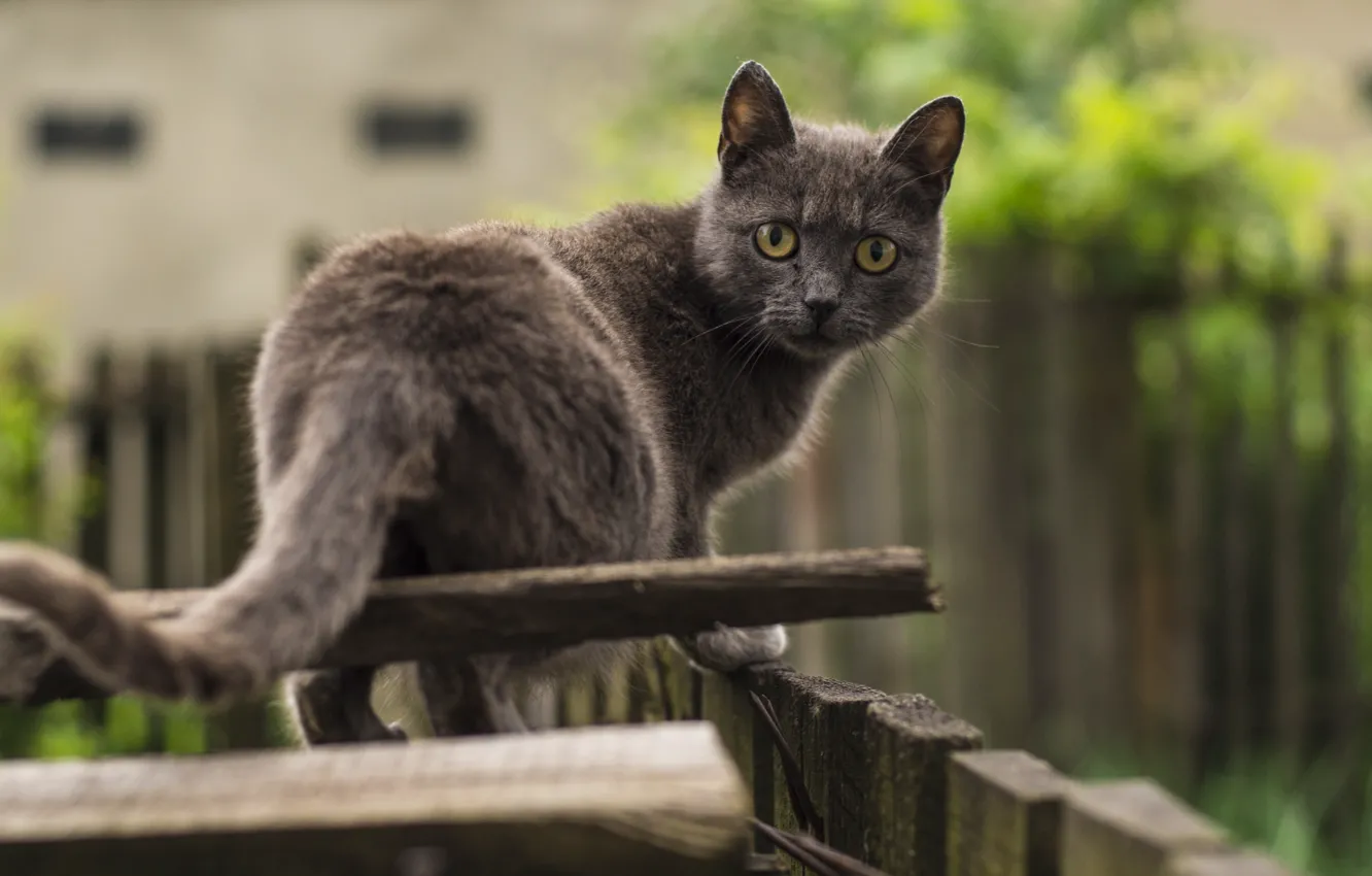 Photo wallpaper cat, cat, look, the fence