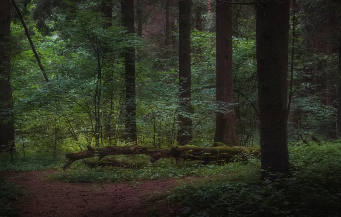 Photo wallpaper forest, trees, twilight