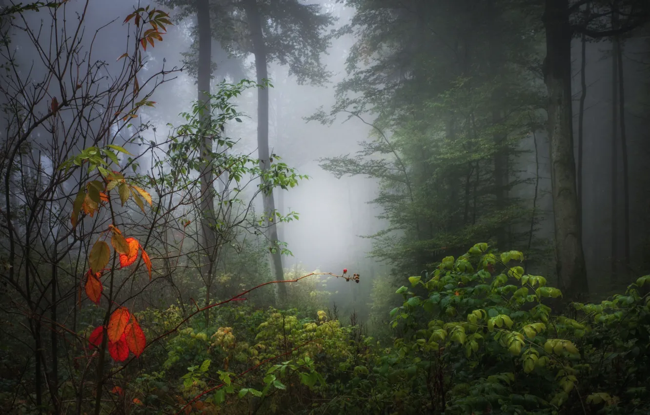 Photo wallpaper autumn, forest, leaves, fog