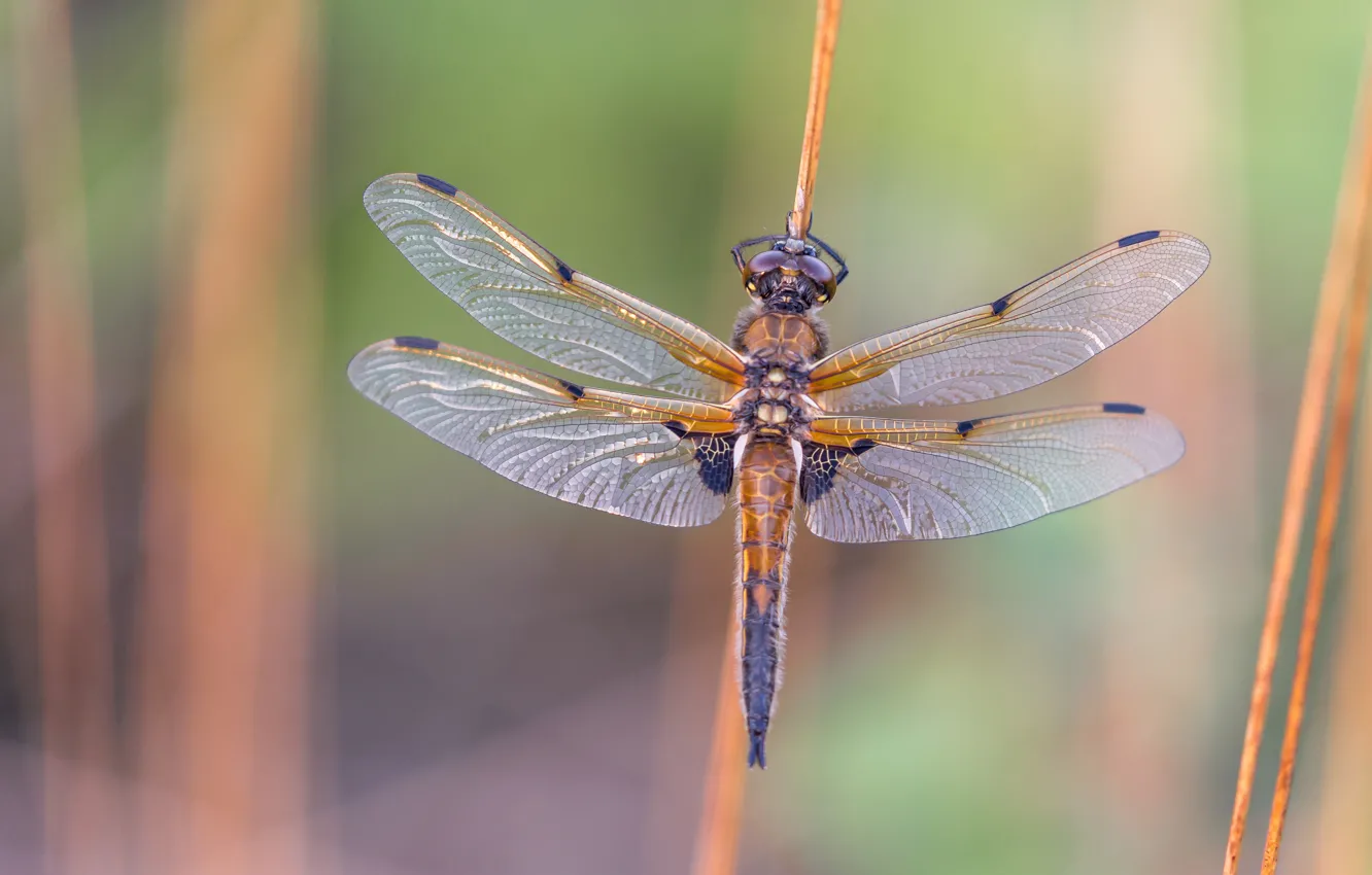 Photo wallpaper macro, nature, background, dragonfly, stem, insect, wings, bokeh