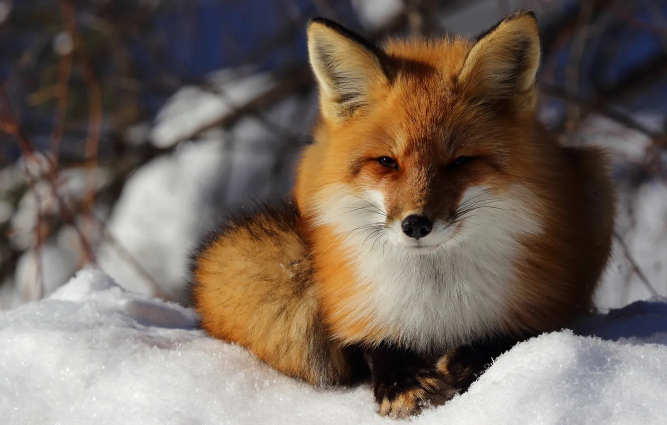 Photo wallpaper winter, look, face, snow, nature, Fox, lies, Fox