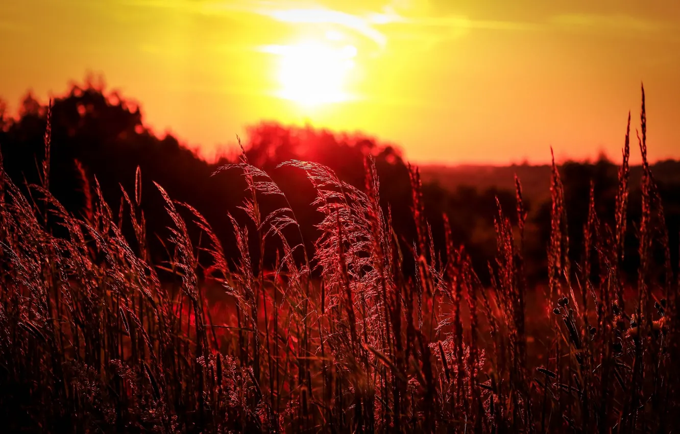 Photo wallpaper field, grass, sunset, the evening, ears