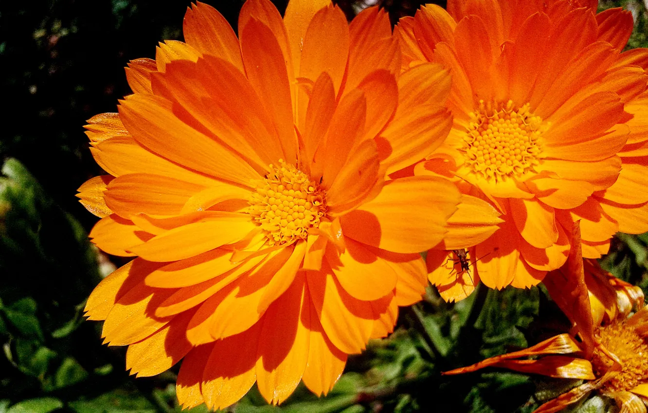 Photo wallpaper macro, flowers, nature