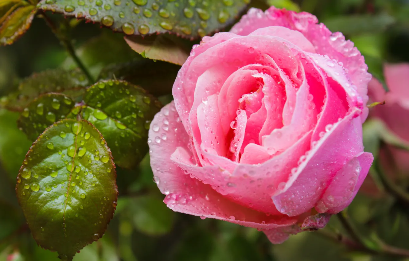 Photo wallpaper leaves, drops, macro, roses, garden, pink, buds