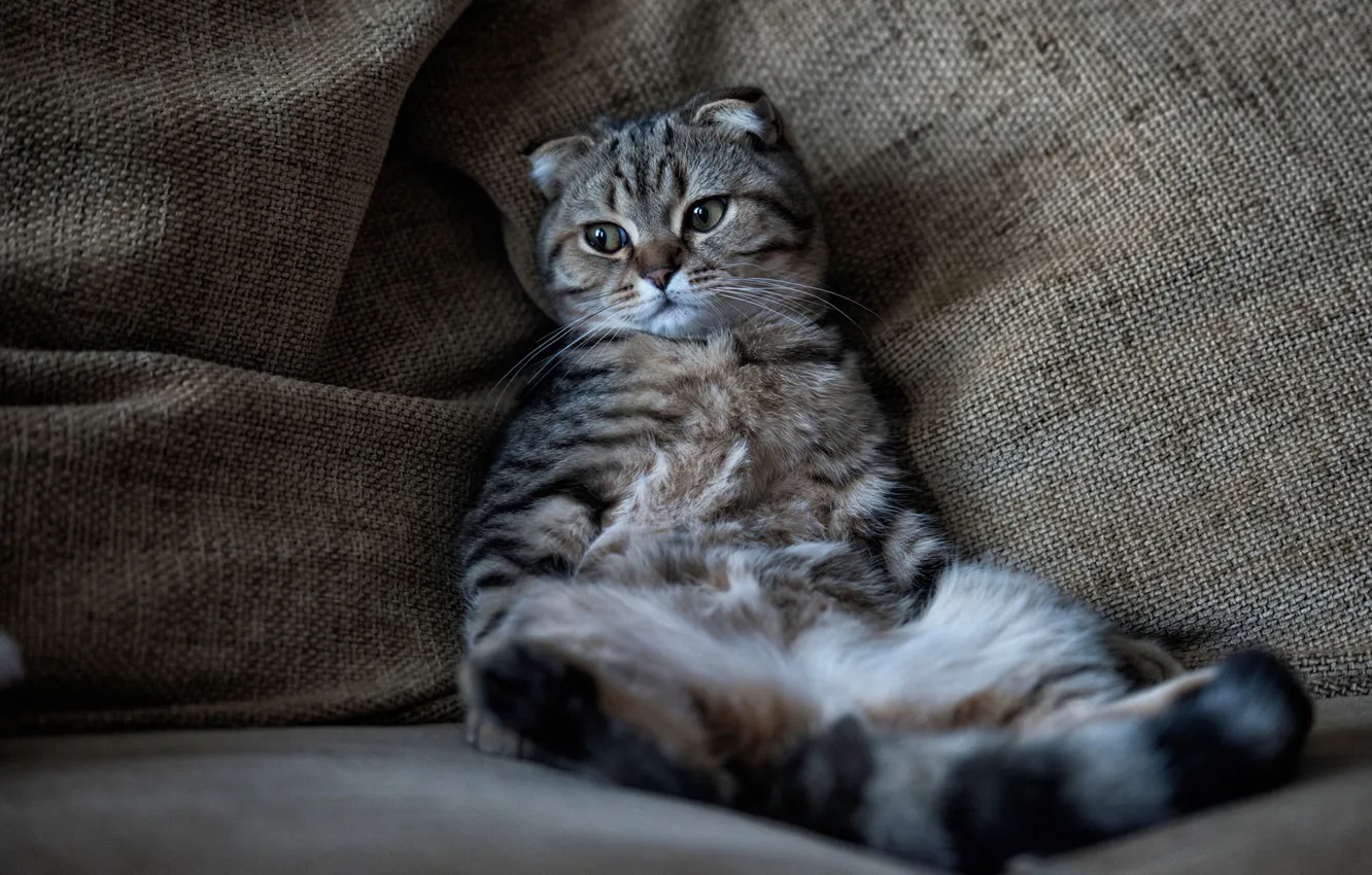 Photo wallpaper cat, cat, stay, relax, chill, Kote, cat, Scottish fold