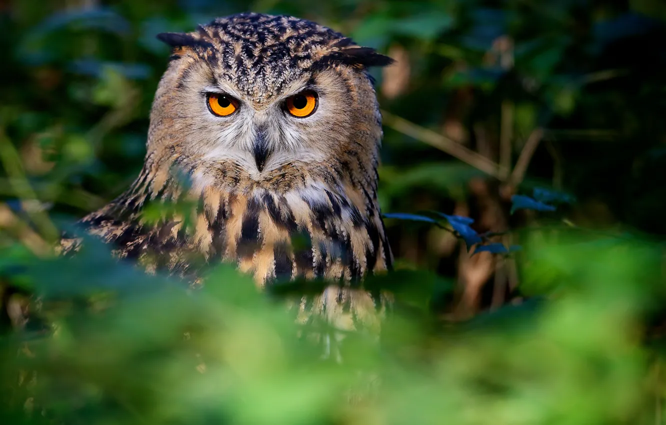 Photo wallpaper look, owl, bird, owl