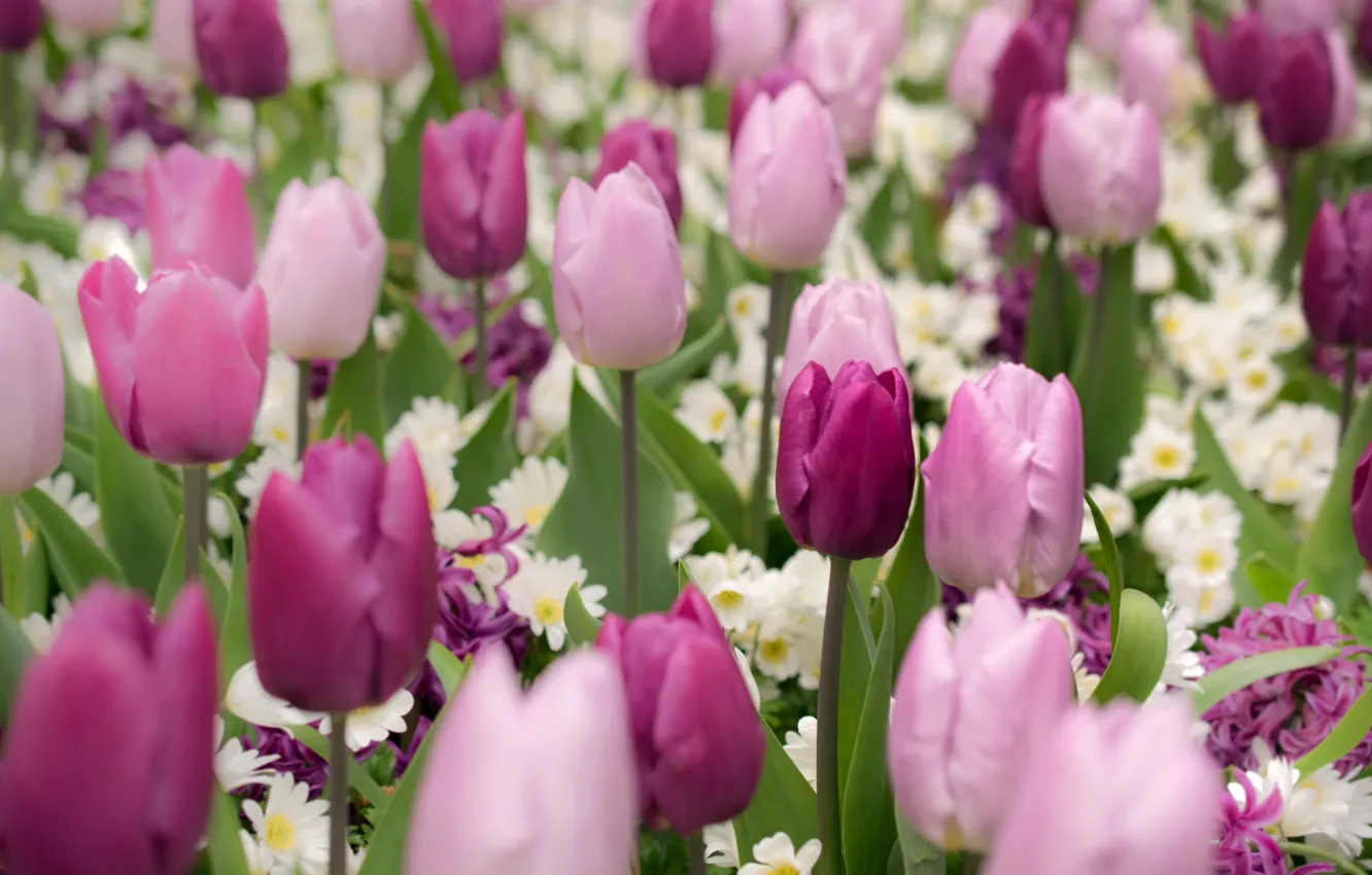 Photo wallpaper spring, tulips, buds, hyacinths, Primula