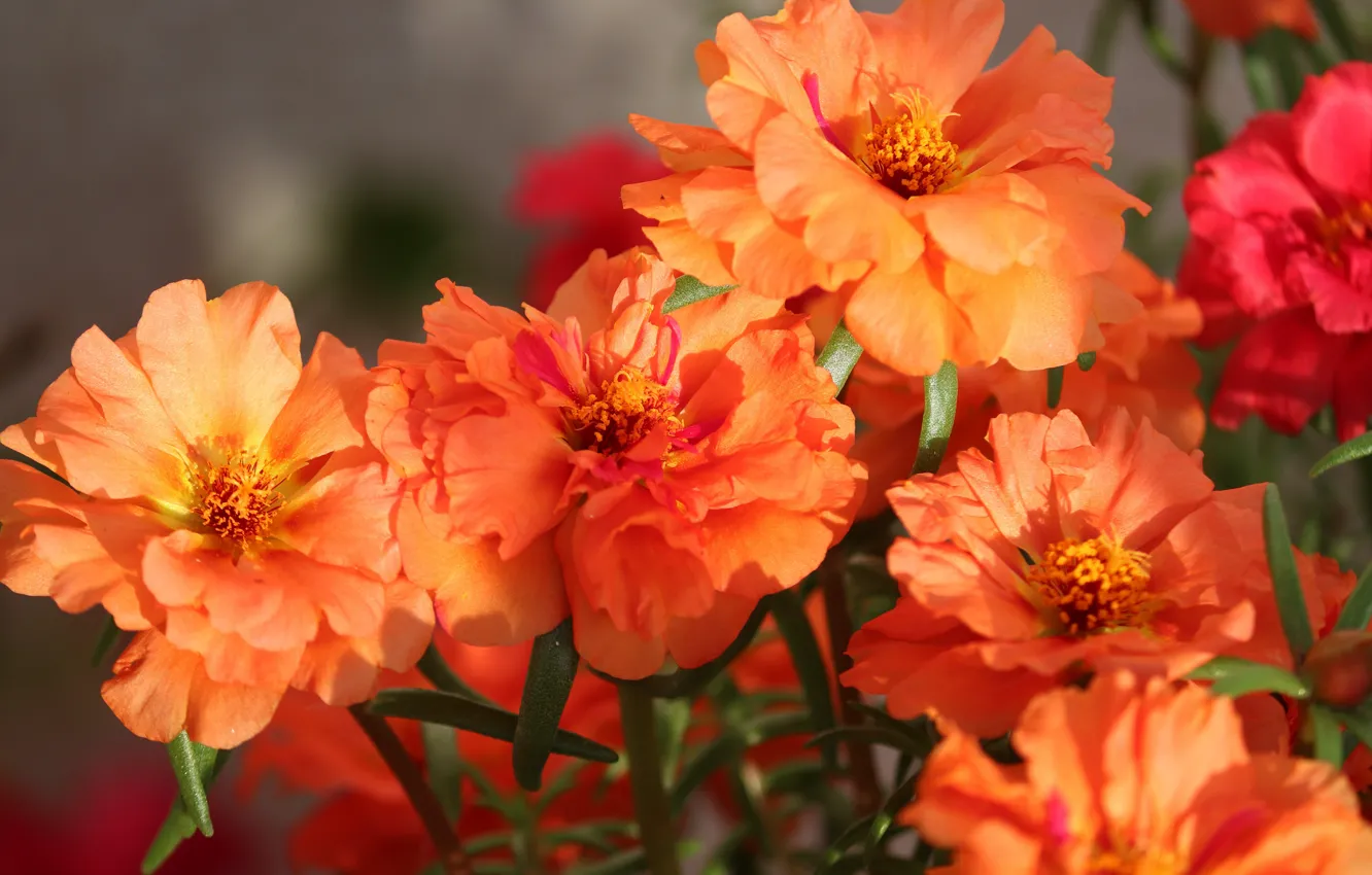 Photo wallpaper flowers, bright, bouquet, orange, bokeh