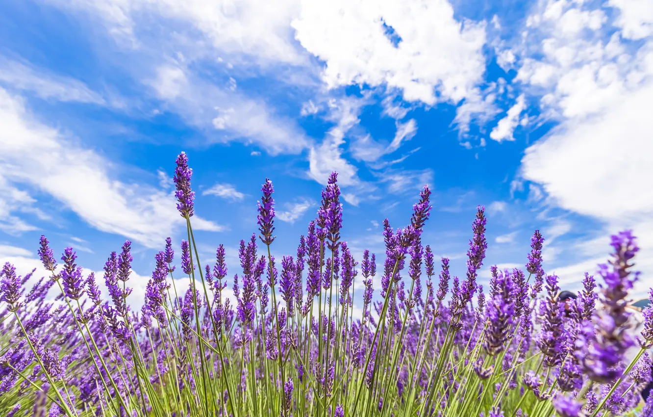 Photo wallpaper the sky, flowers, blue, lavender