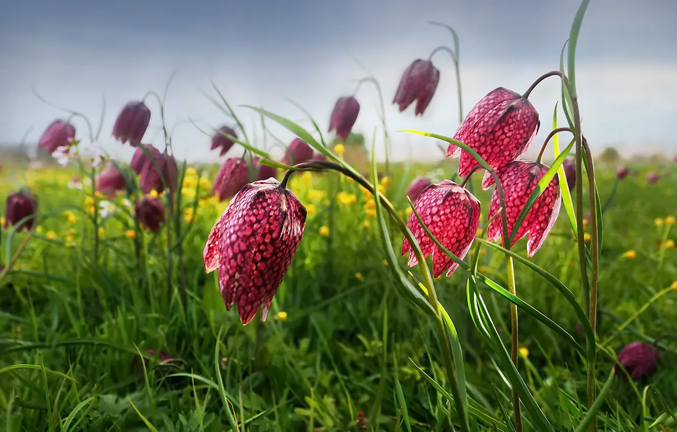 Photo wallpaper field, flowers, spring, Grouse chess