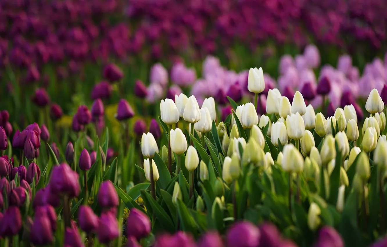 Photo wallpaper flowers, tulips, white, bokeh