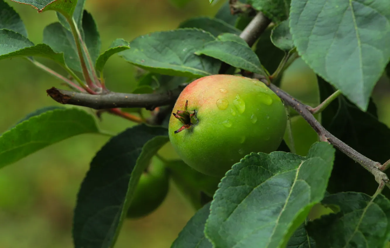 Photo wallpaper apple, tree, fruit