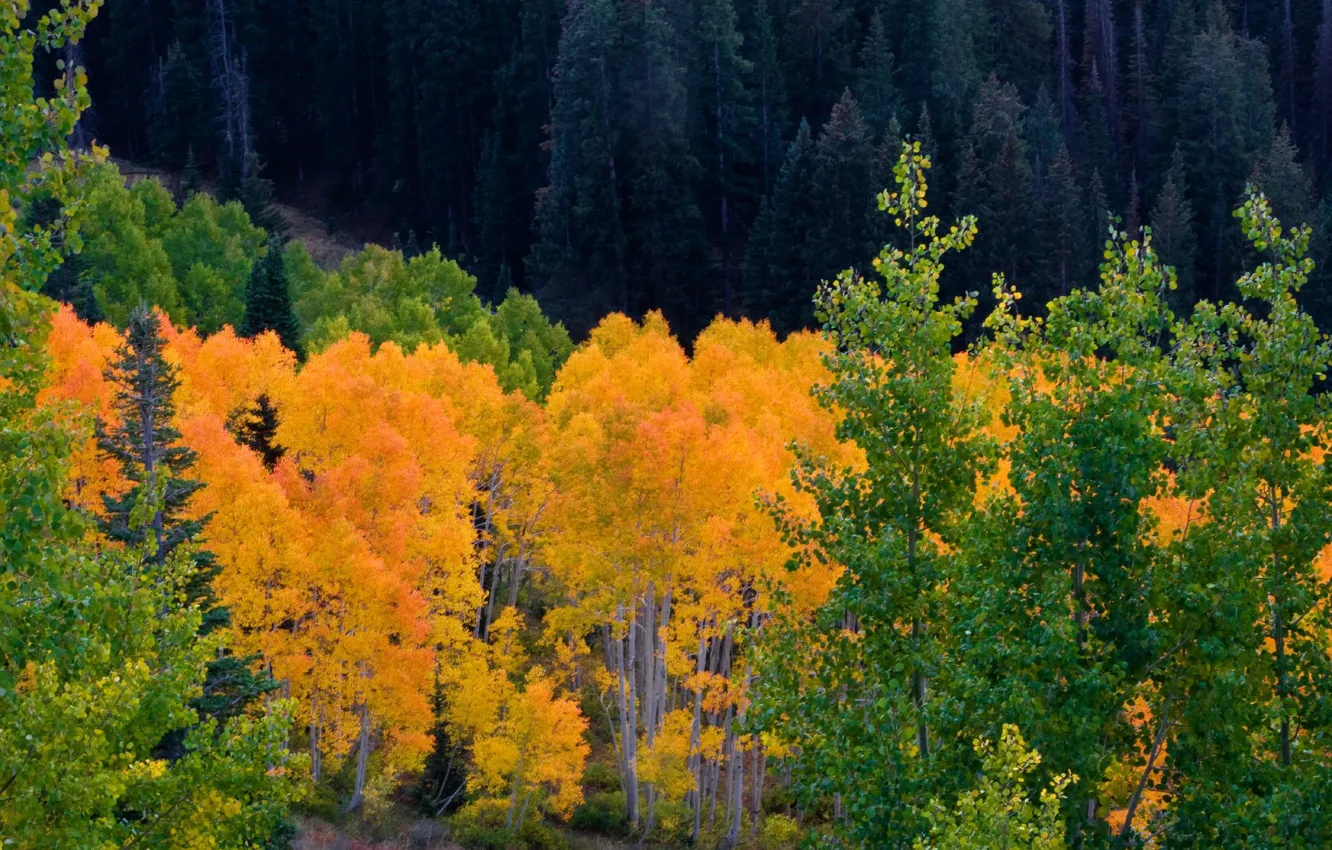 Photo wallpaper autumn, forest, trees, mountains, Colorado, USA, grove, aspen