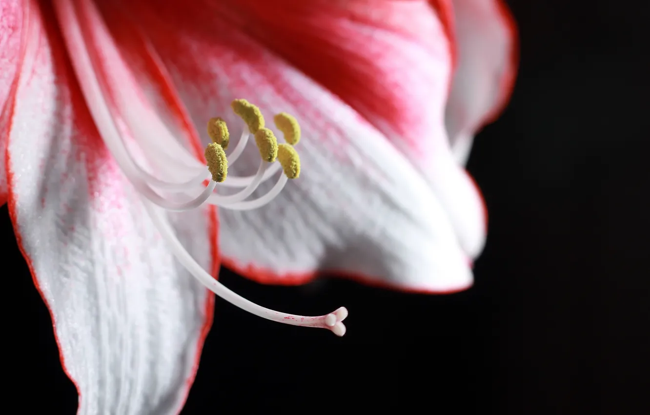Photo wallpaper white, macro, flowers, red, Lily, petals, the dark background