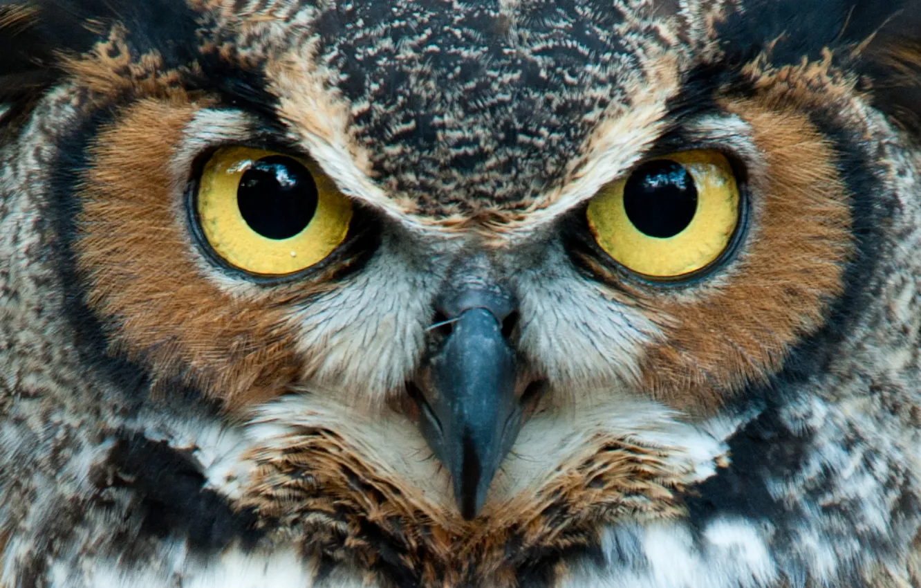 Photo wallpaper yellow, eyes, owl, head
