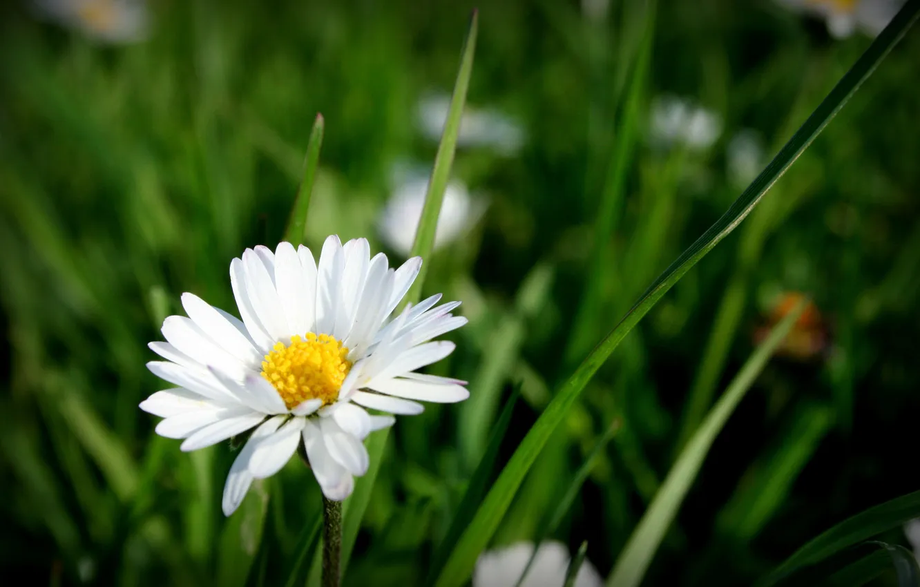 Photo wallpaper flower, summer, nature, Daisy, weed, flowering