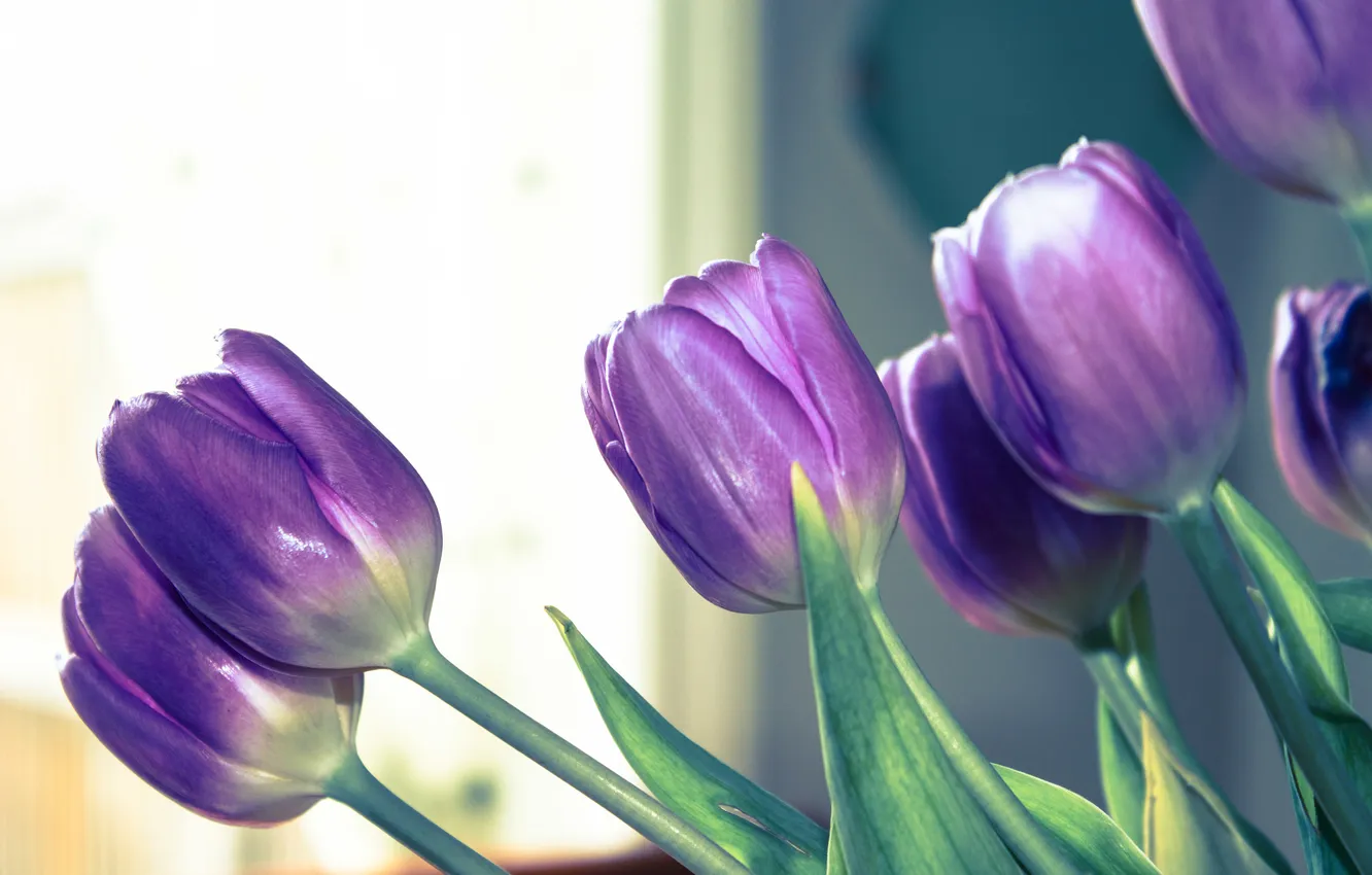 Photo wallpaper purple, flowers, petals, tulips, purple