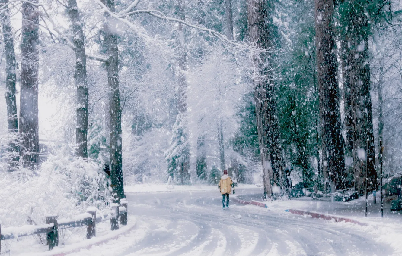 Photo wallpaper winter, road, snow, trees