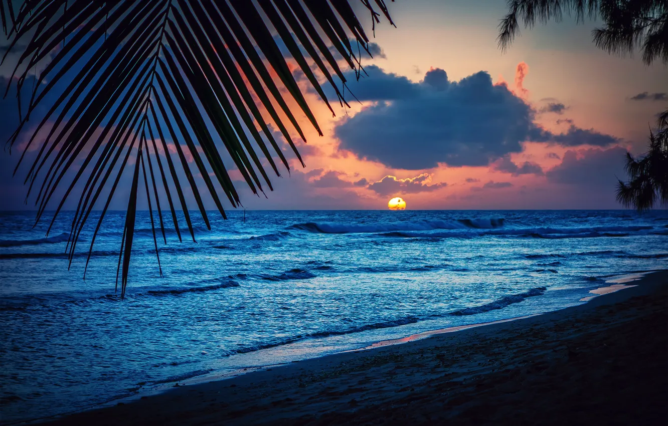 Photo wallpaper beach, the sun, sunset, sheet, palm trees, the evening, silhouette, Barbados