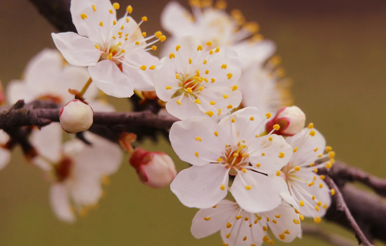 Photo wallpaper white, flower, spring, twigs, blooming