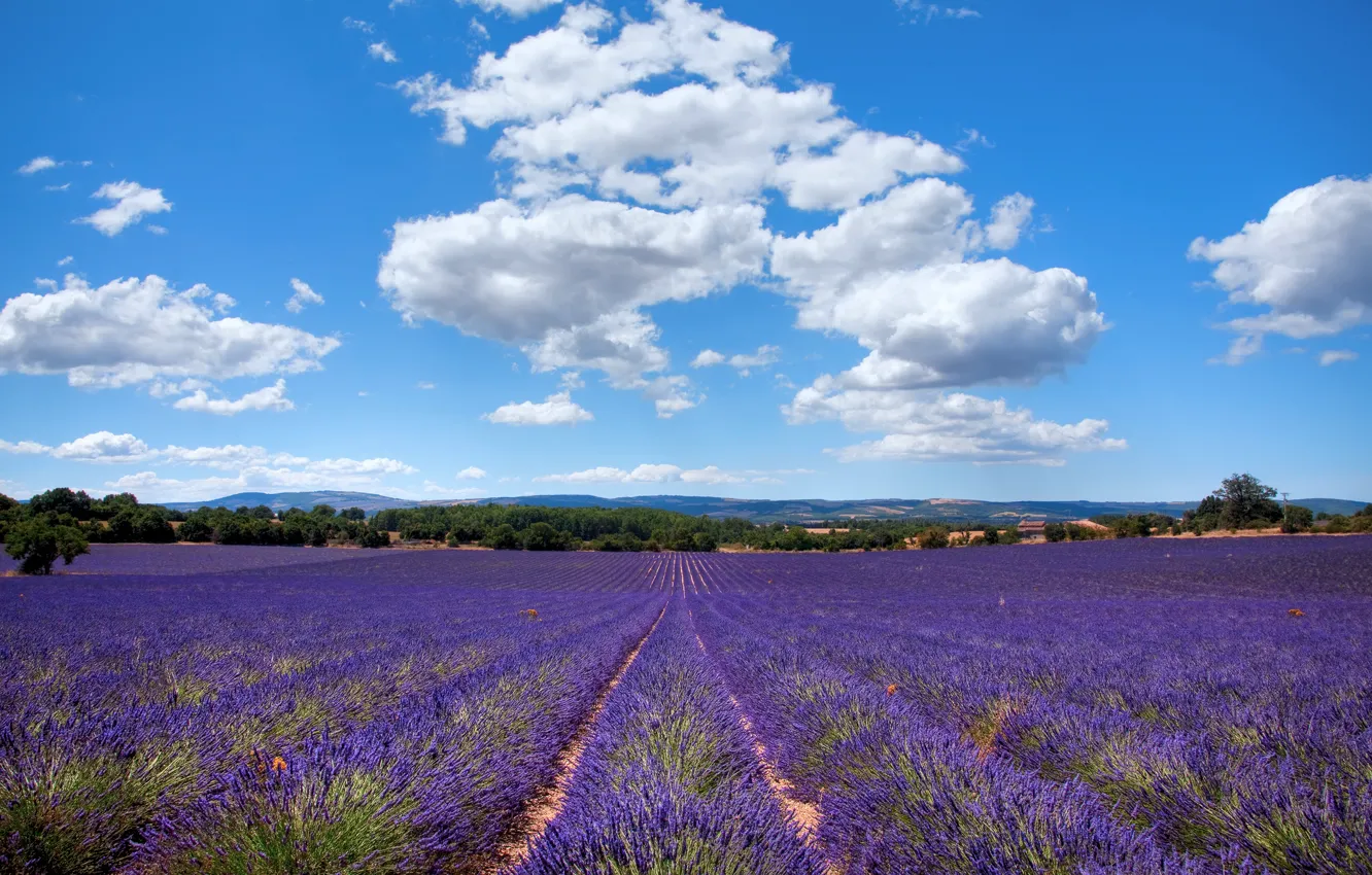 Photo wallpaper field, summer, France, lavender, July, AIX-EN-Provence, Provence-Alpes-Cote d'azur, Bouches-du-rhône