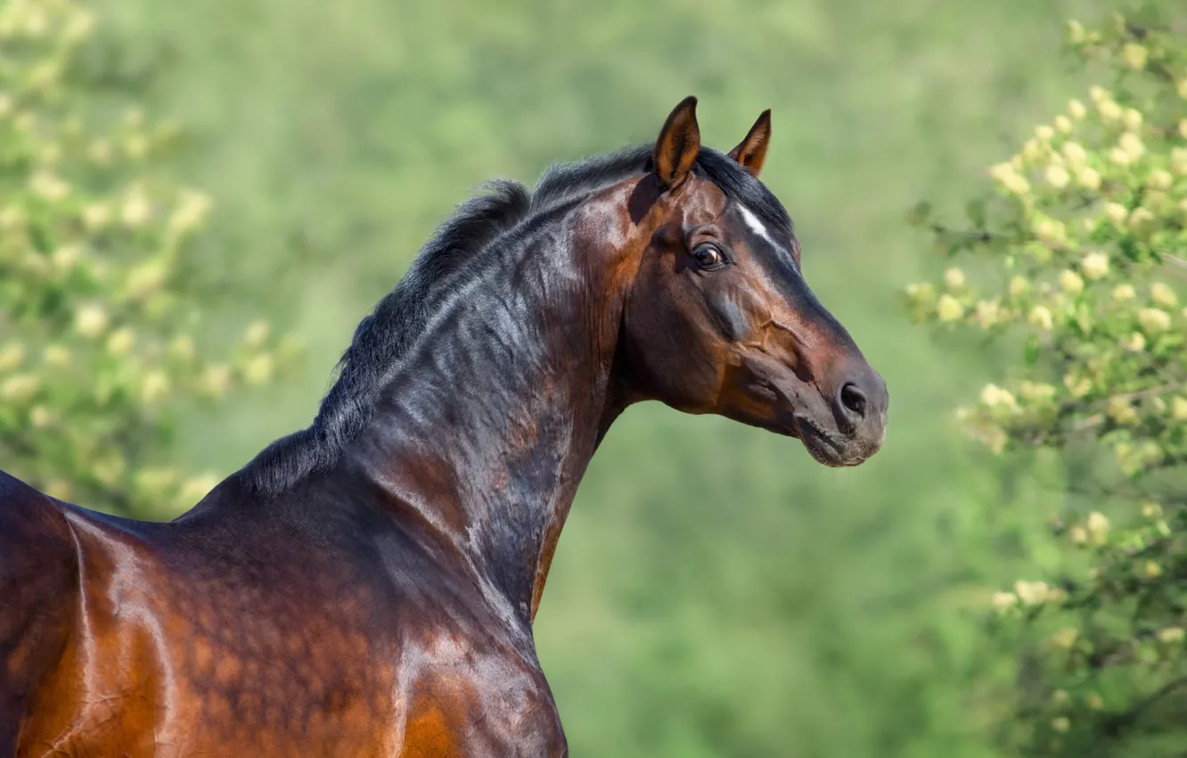 Photo wallpaper look, face, flowers, branches, horse, horse, portrait, spring