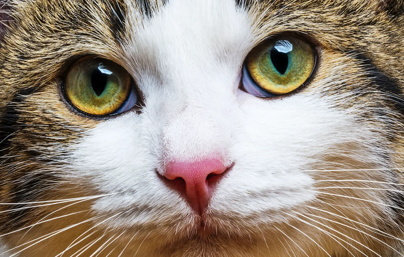 Photo wallpaper cat, mustache, look, blur, muzzle, color, cat, Tomcat