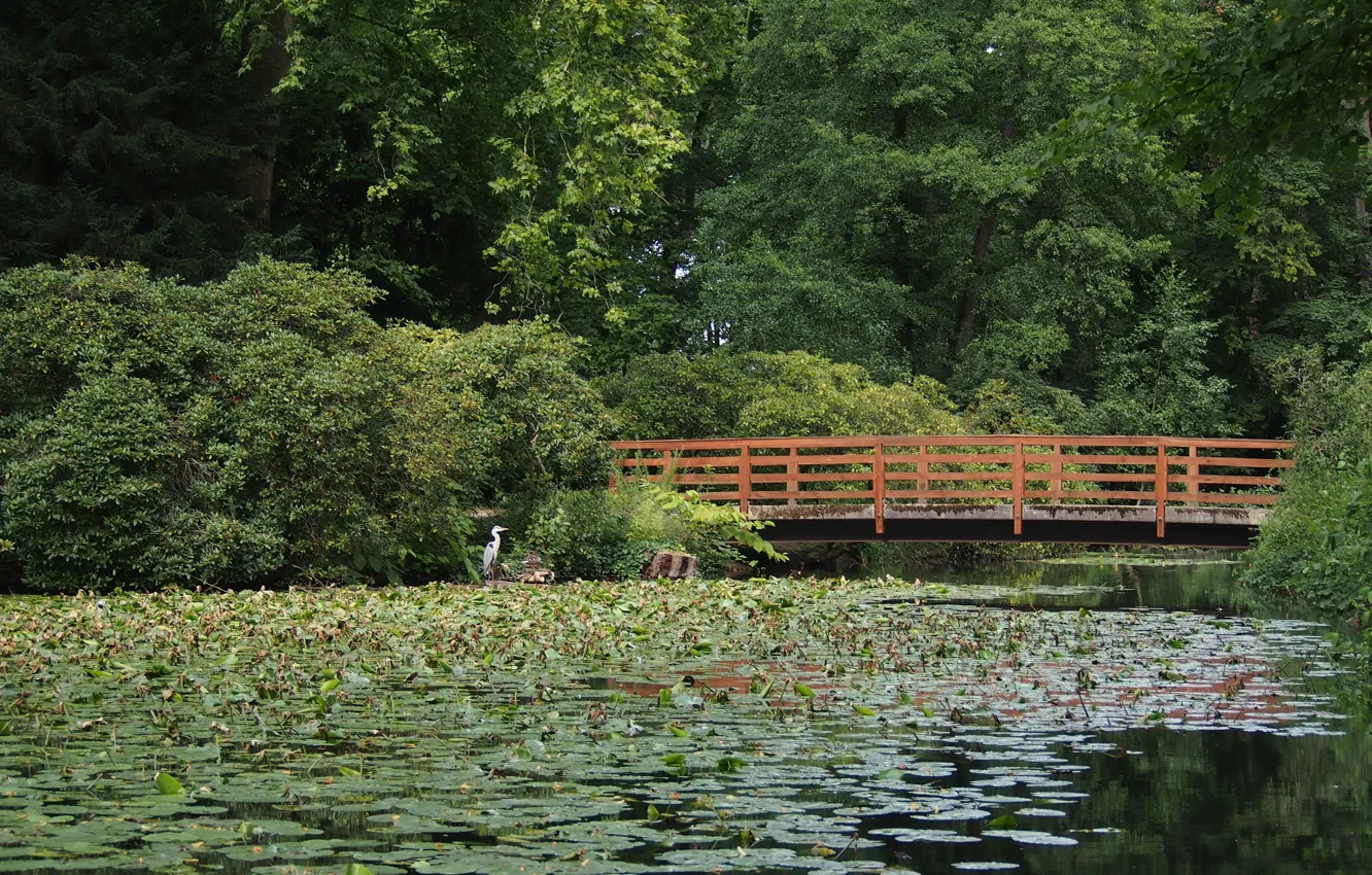 Photo wallpaper greens, forest, bridge, lake, green, forest, bridge, lake