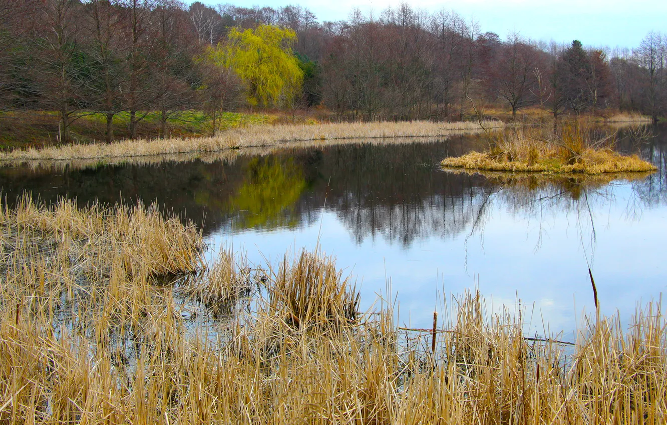 Photo wallpaper park, lake, pond