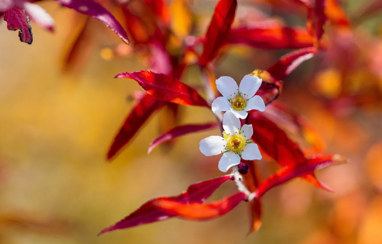 Photo wallpaper leaves, nature, petals