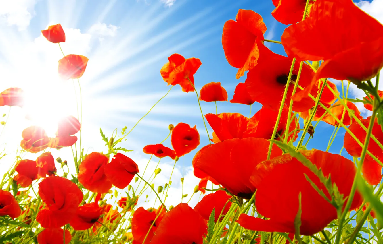 Photo wallpaper the sky, clouds, red, blue, Maki, the rays of the sun, closeup