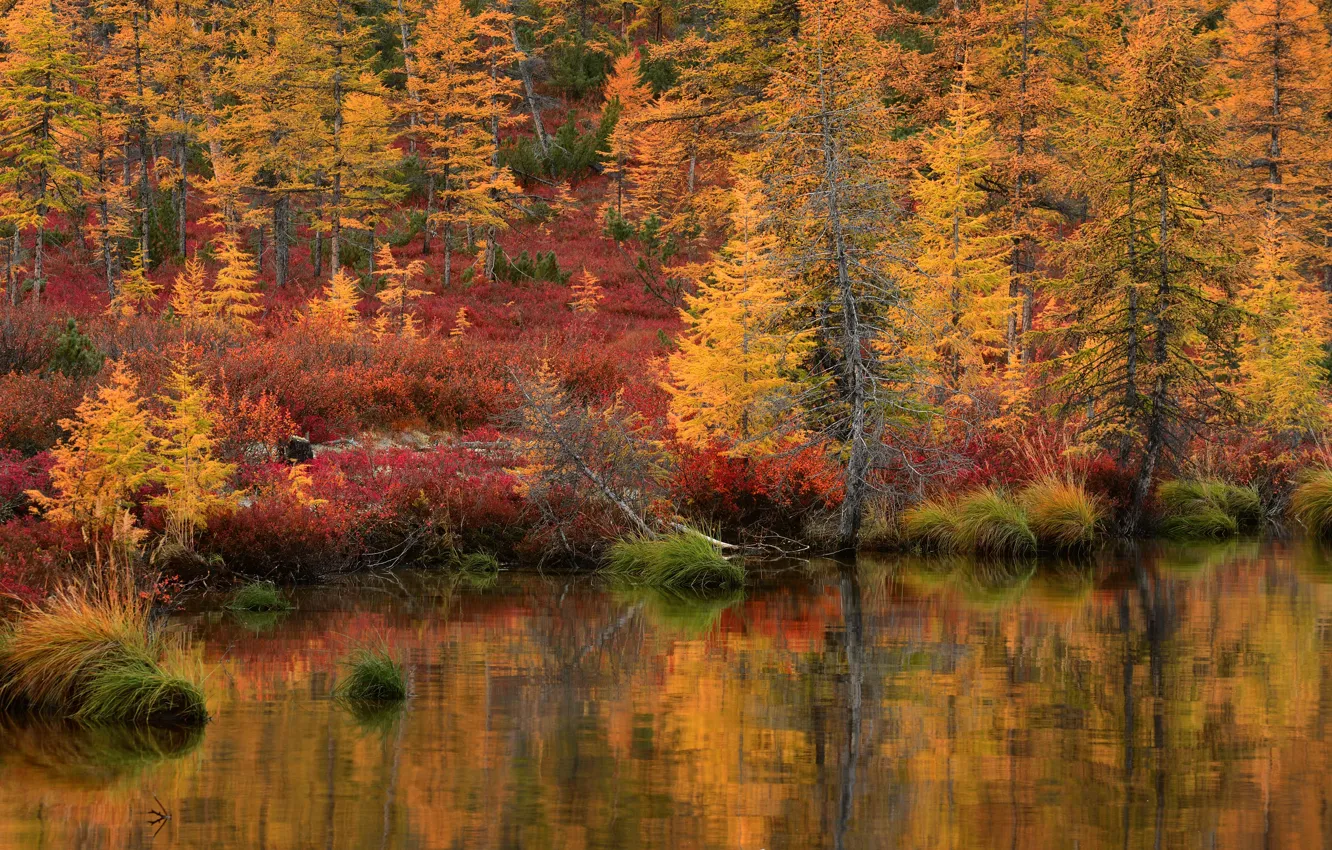 Photo wallpaper autumn, forest, grass, landscape, nature, lake, reflection, shore