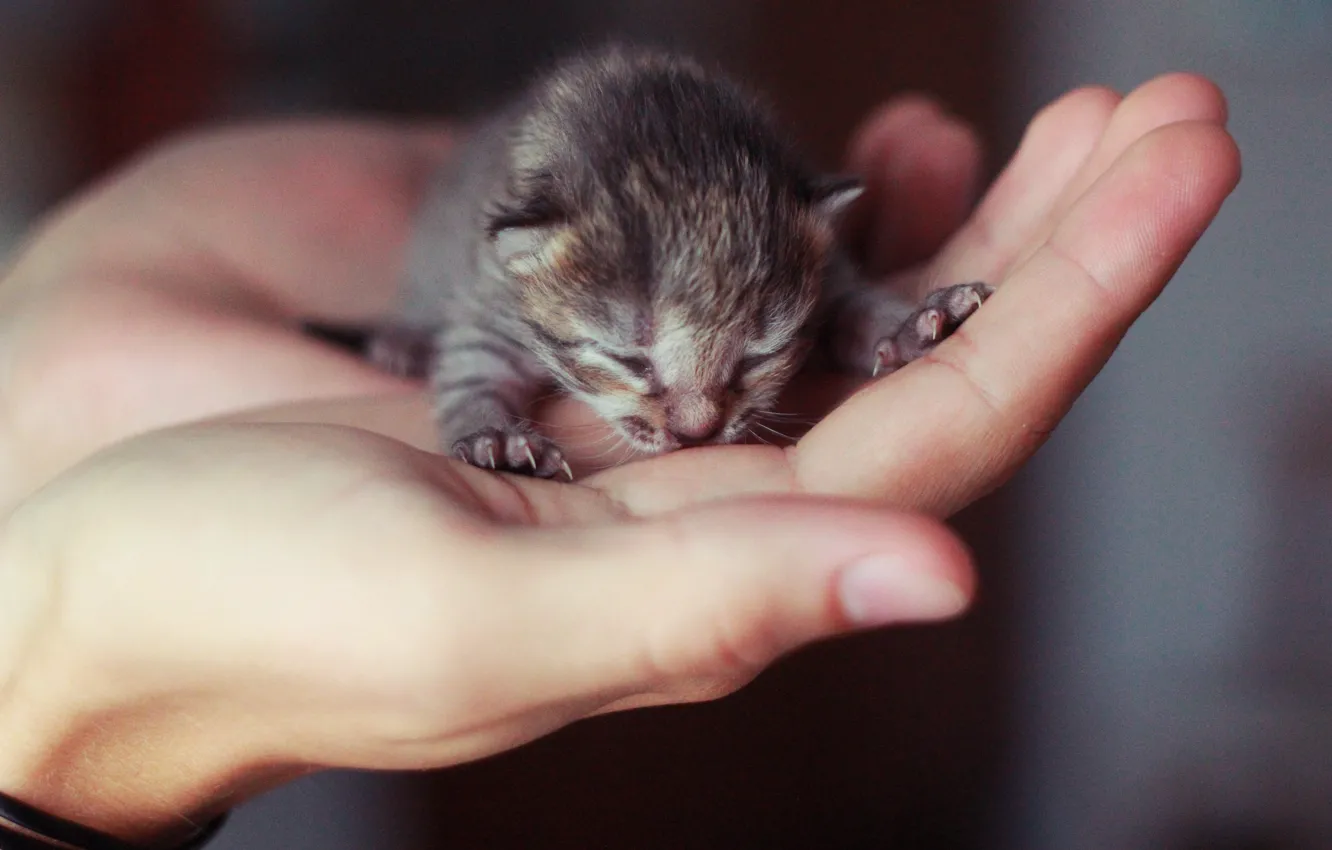 Photo wallpaper kitty, hand, small, blind
