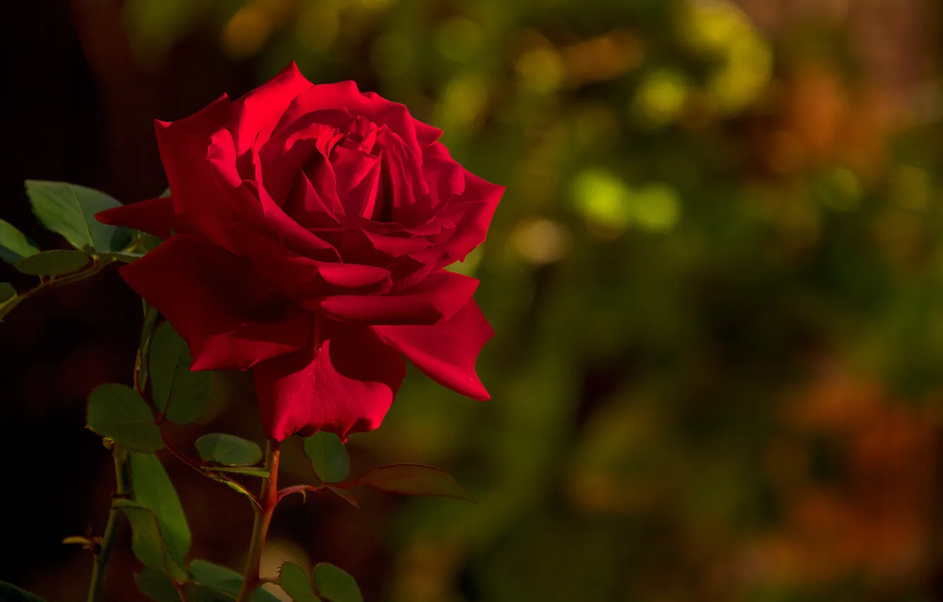 Photo wallpaper roses, bokeh, Mark Ritter