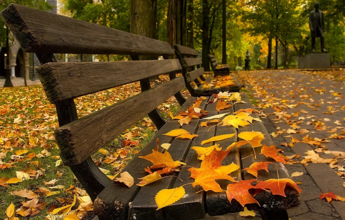Photo wallpaper trees, bench, fallen leaves, autumn Park