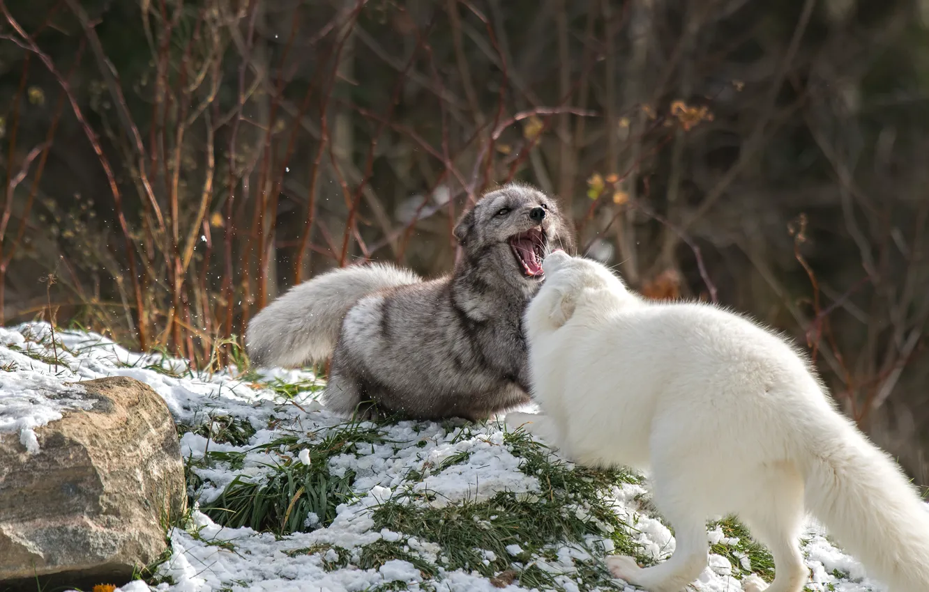 Photo wallpaper nature, two, pair, grin, Fox, rivals