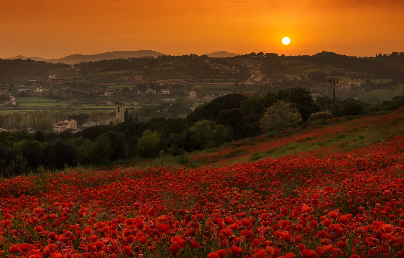 Photo wallpaper field, sunset, flowers, Maki, slope, poppy field