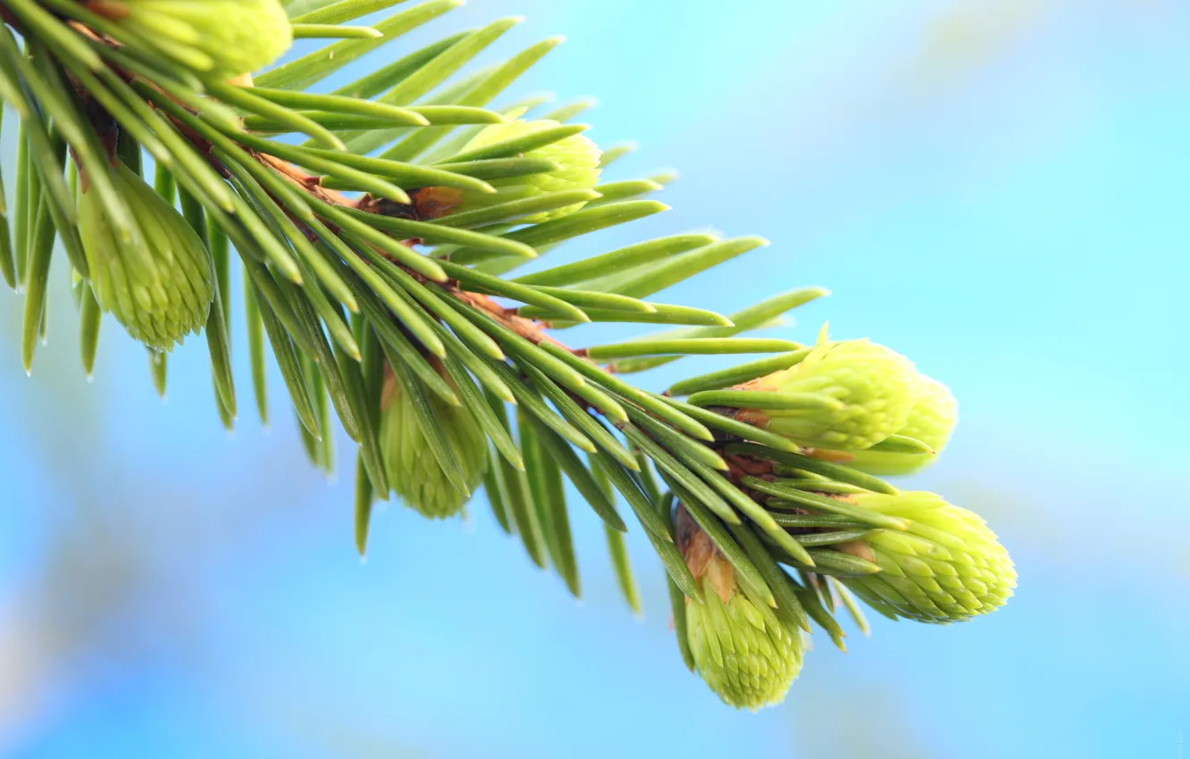 Photo wallpaper nature, sprig, tree, bumps