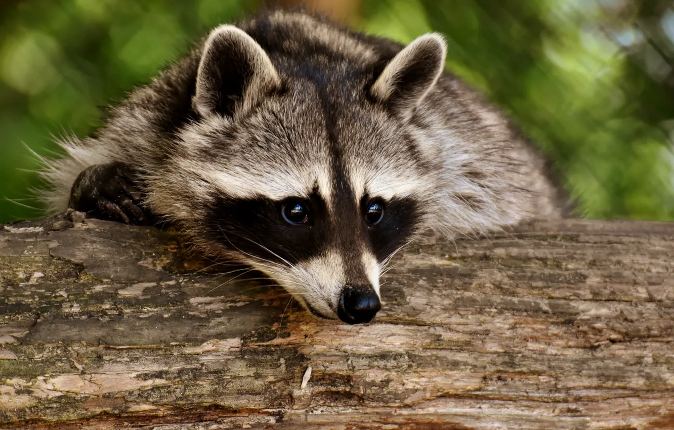 Photo wallpaper face, nature, animal, Board, raccoon